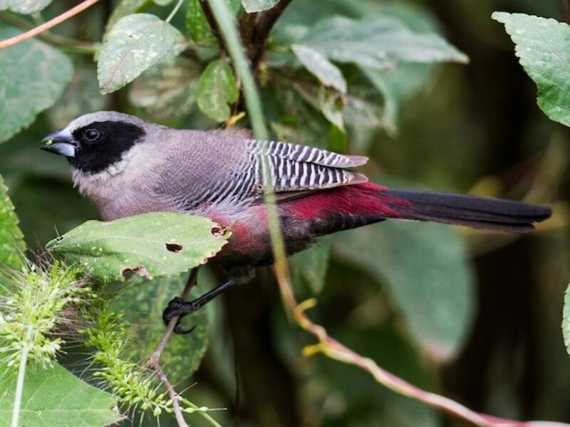 Black-faced Waxbill, Photos 4