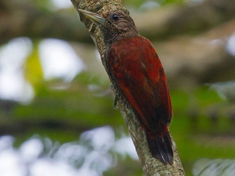 Carpintero Sanguíneo, Fotos 4