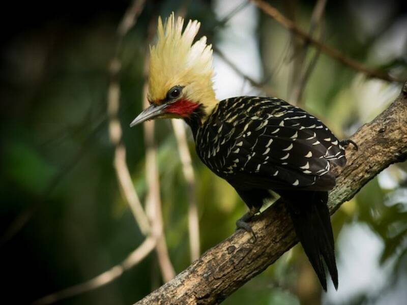 Blond-crested Woodpecker