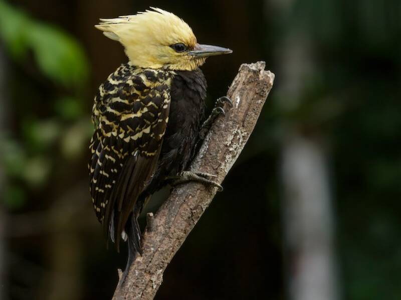 Blond-crested Woodpecker, Photos 3