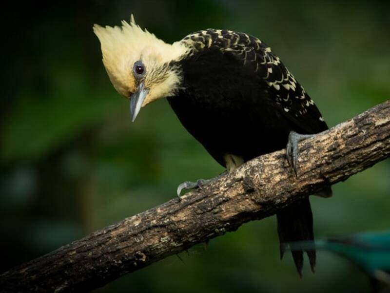 Blond-crested Woodpecker, Photos 2