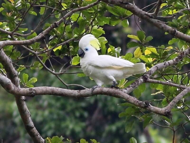 Blaumaskenkakadu