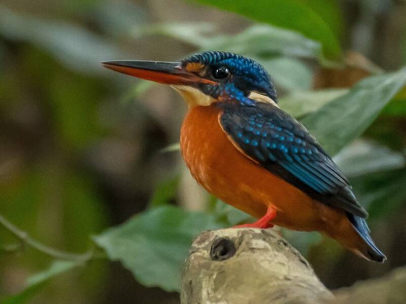 Blue-eared Kingfisher, Photos 4