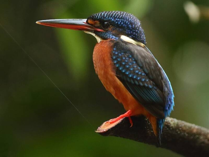 Blue-eared Kingfisher, Photos 3