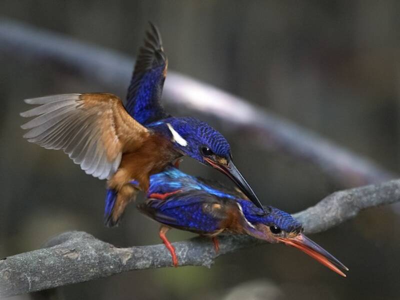Blue-eared Kingfisher, Photos 2
