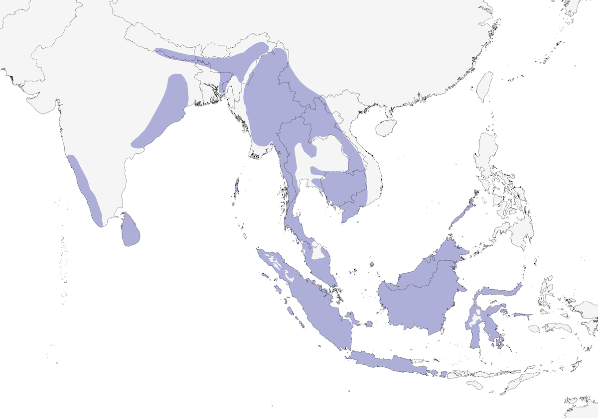 Blue-eared Kingfisher, Distribution 1