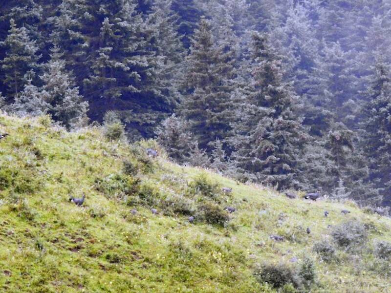Blauwangenfasan