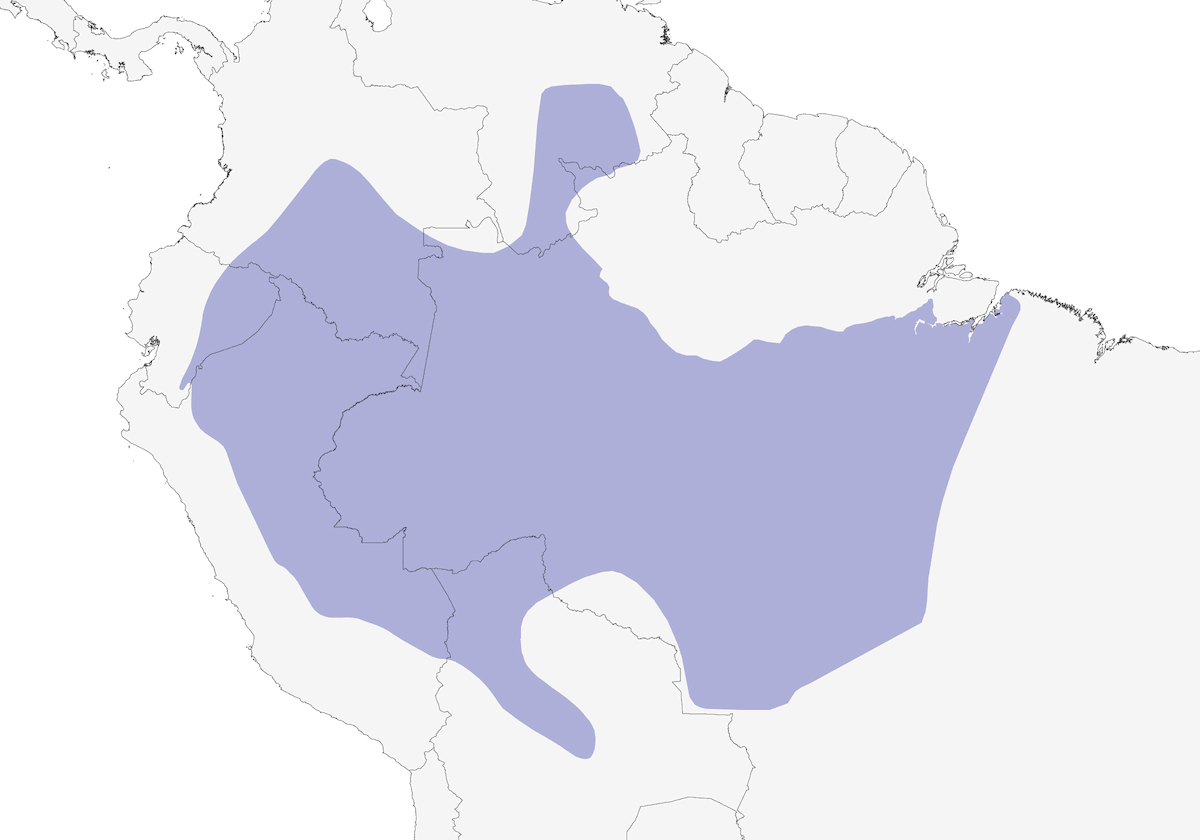 Hormiguero carinegro, Distribución 1