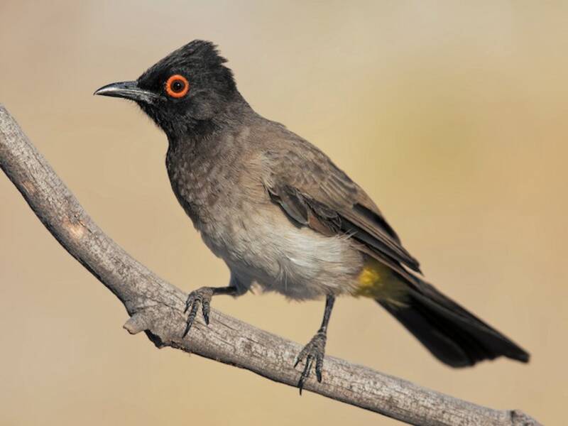 Bulbul frentinegro, Fotos 3