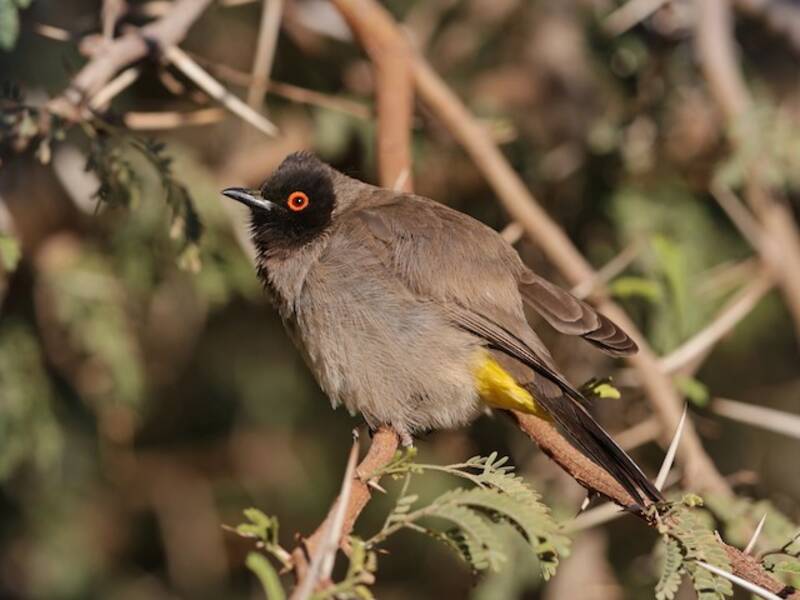 Bulbul frentinegro, Fotos 4