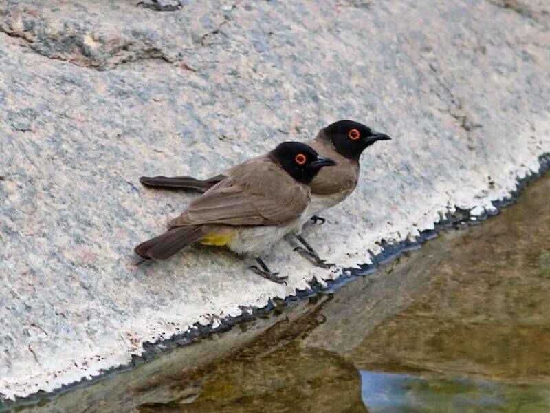 Bulbul à front noir