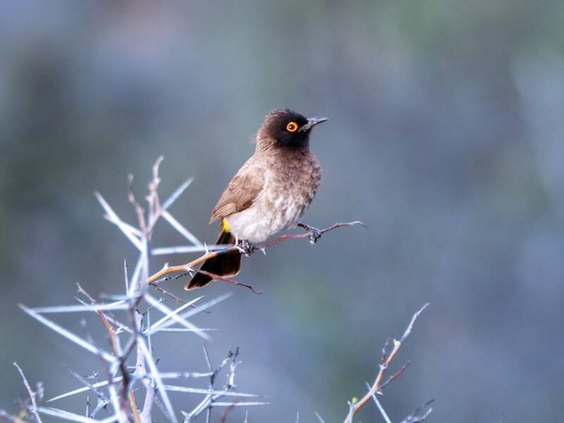 Bulbul frentinegro, Fotos 2
