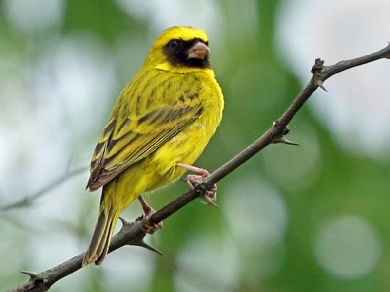 Canario Cabecinegro, Fotos 4