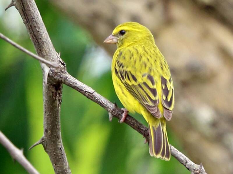 Canario Cabecinegro
