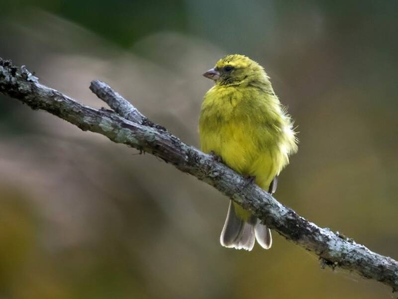 Canario Cabecinegro, Fotos 3