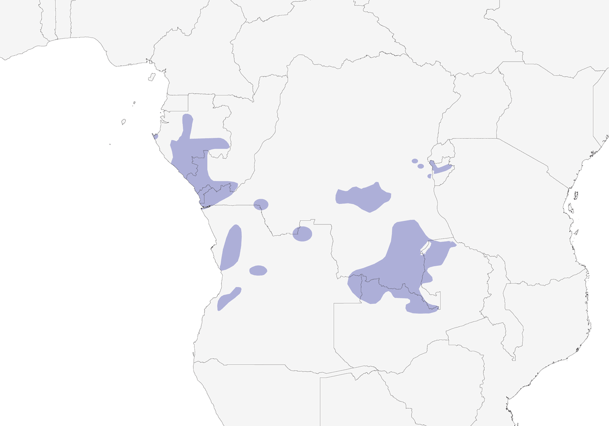 Canario Cabecinegro, Distribución 1