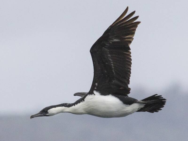 Cormoran à face noire