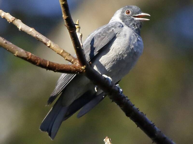Cotinga dalla faccia nera, Foto 3