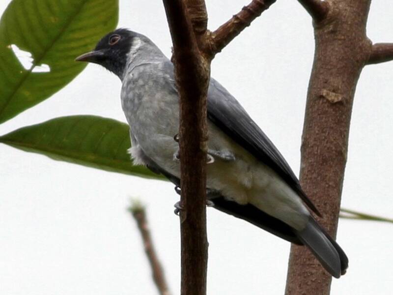Cotinga dalla faccia nera