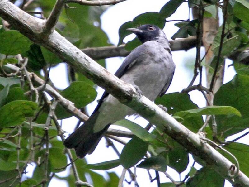 Cotinga dalla faccia nera, Foto 2