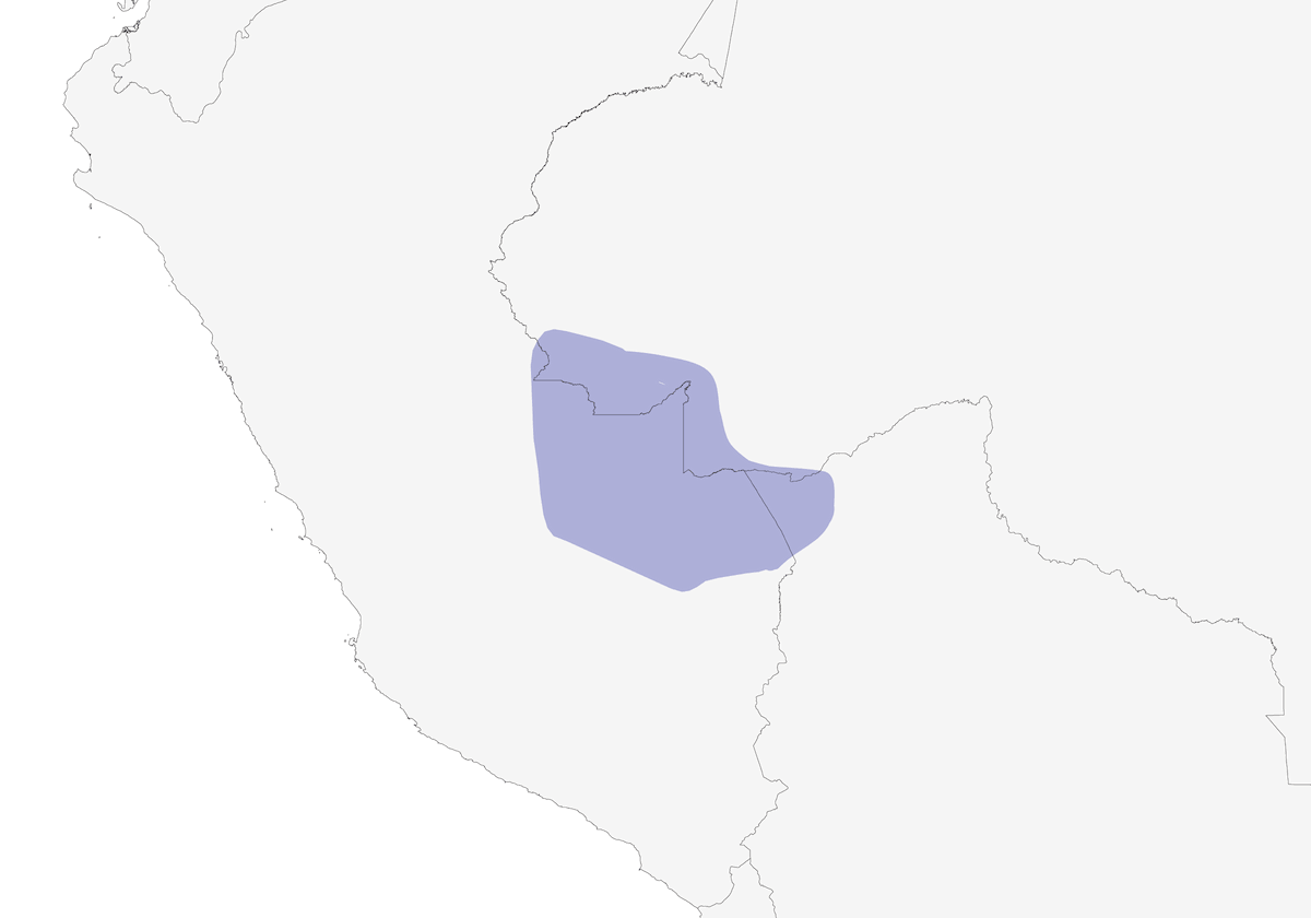 Cotinga dalla faccia nera, Distribuzione 1