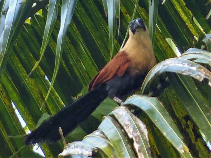 Black-faced Coucal