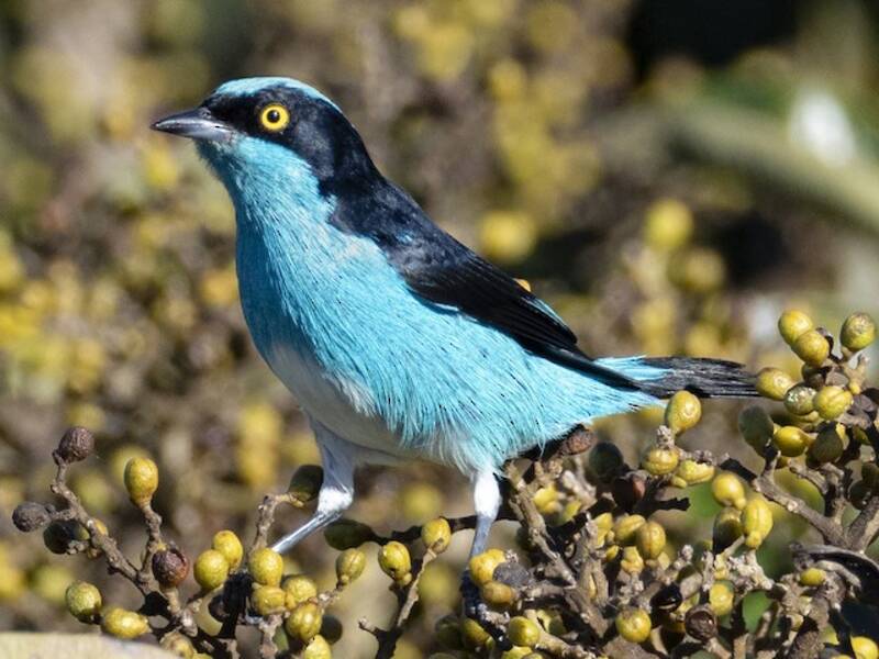 Dacnis à face noire, Photos 4