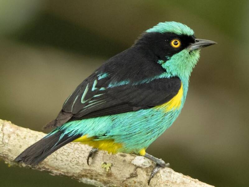 Dacnis à face noire, Photos 3