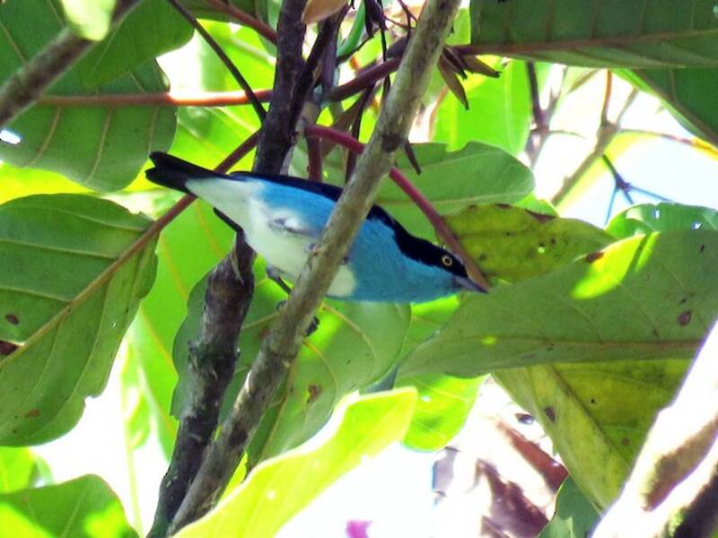 Dacnis faccianera