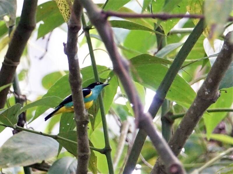 Dacnis à face noire, Photos 2