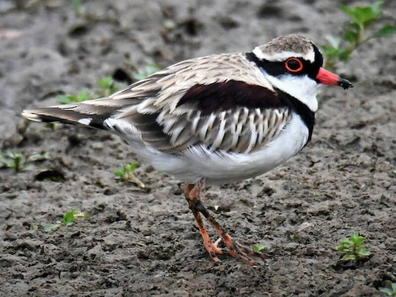 Black-fronted Dotterel, Photos 3