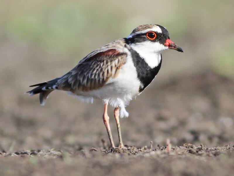 Black-fronted Dotterel, Photos 4