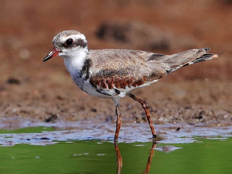 Black-fronted Dotterel