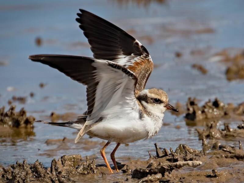 Black-fronted Dotterel, Photos 2