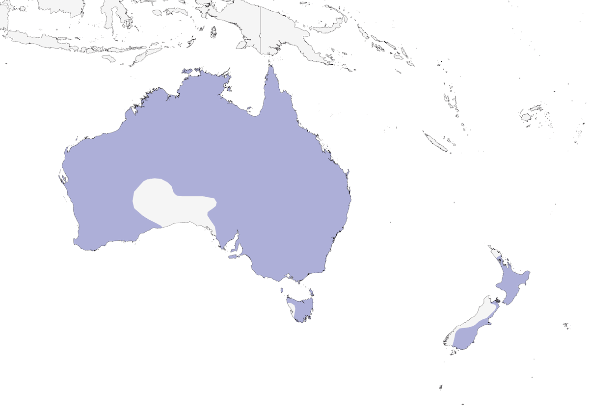 Black-fronted Dotterel, Distribution 1
