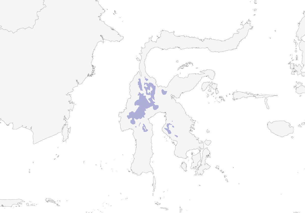 Pigliamosche fronte azzurra, Distribuzione 1