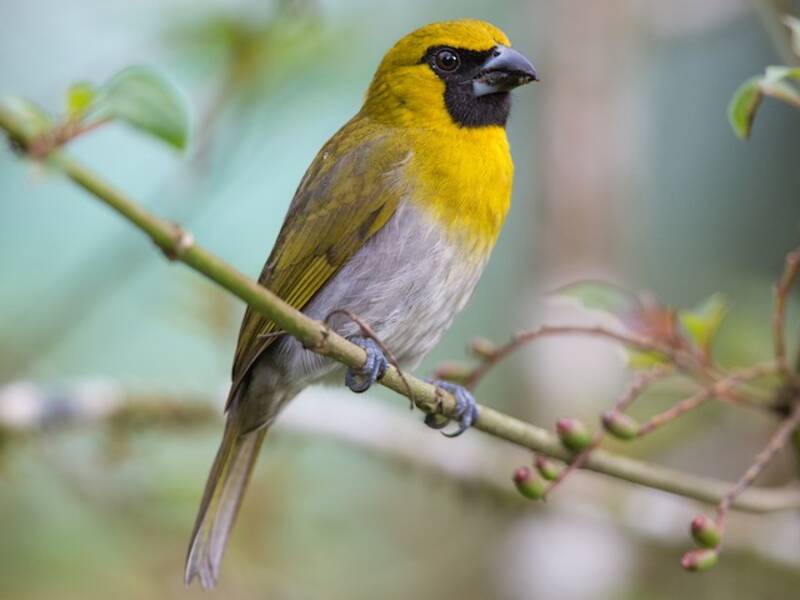 Black-faced Grosbeak, Photos 3