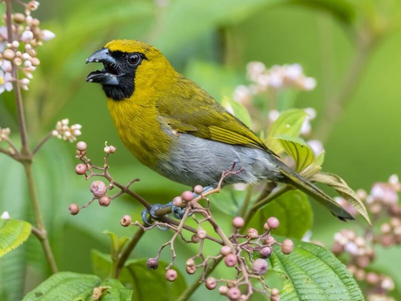 Black-faced Grosbeak, Photos 4