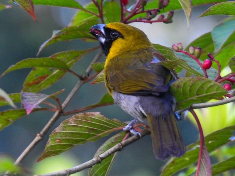 Black-faced Grosbeak, Photos 2