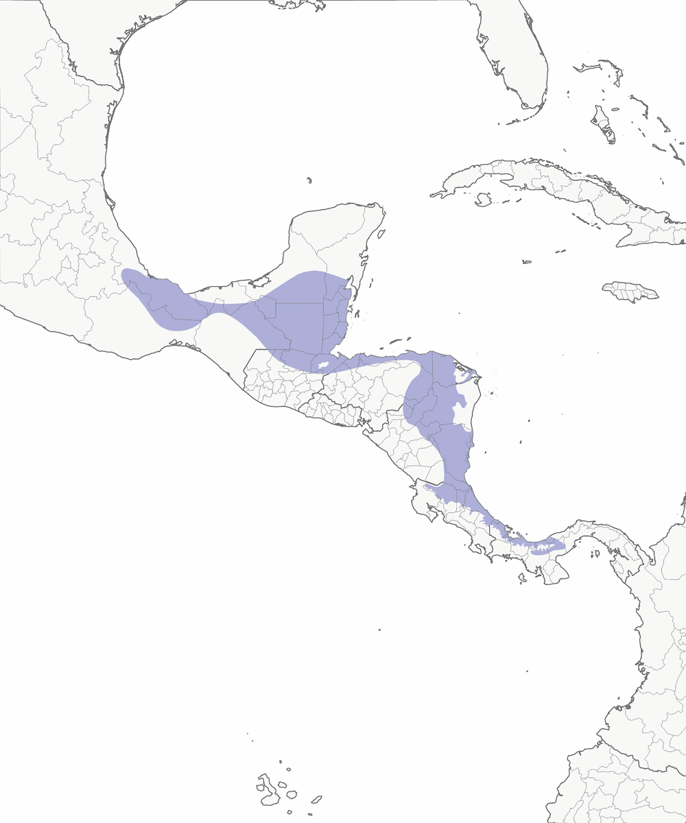 Black-faced Grosbeak, Distribution 1