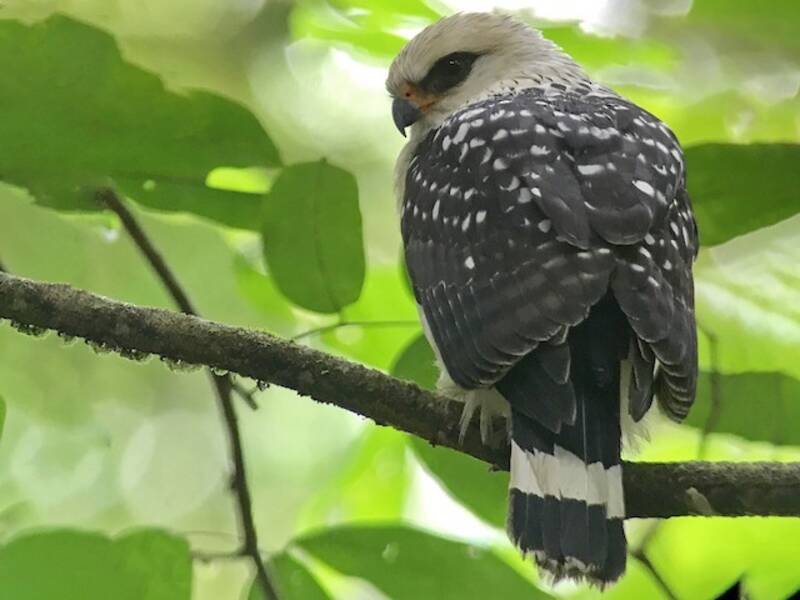 Falco faccia nera, Foto 3
