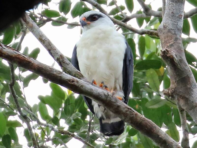 Falco faccia nera, Foto 2
