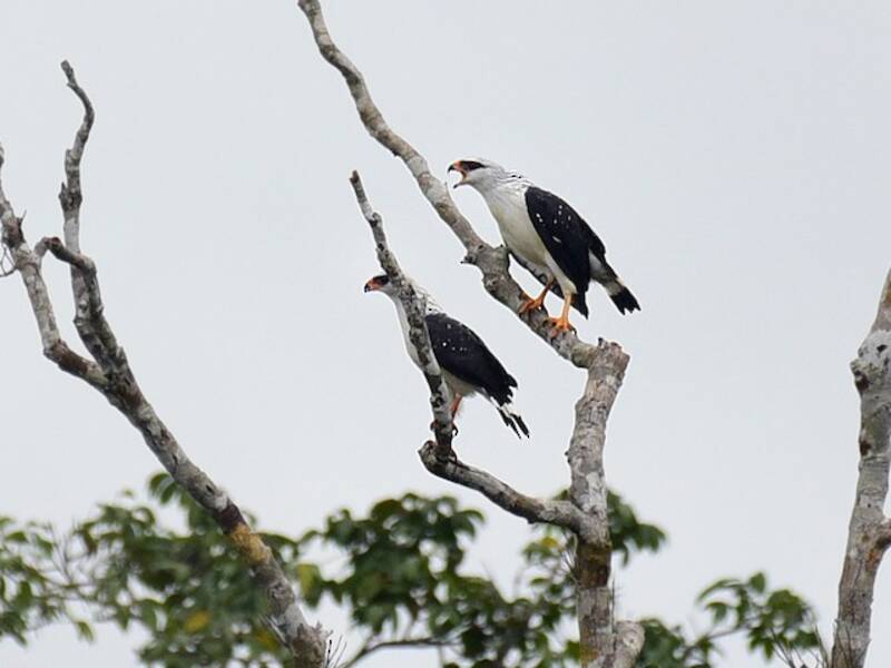 Falco faccia nera, Foto 4