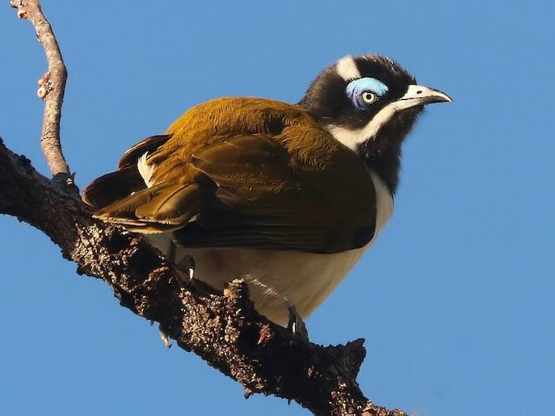 Blue-faced Honeyeater, Photos 2