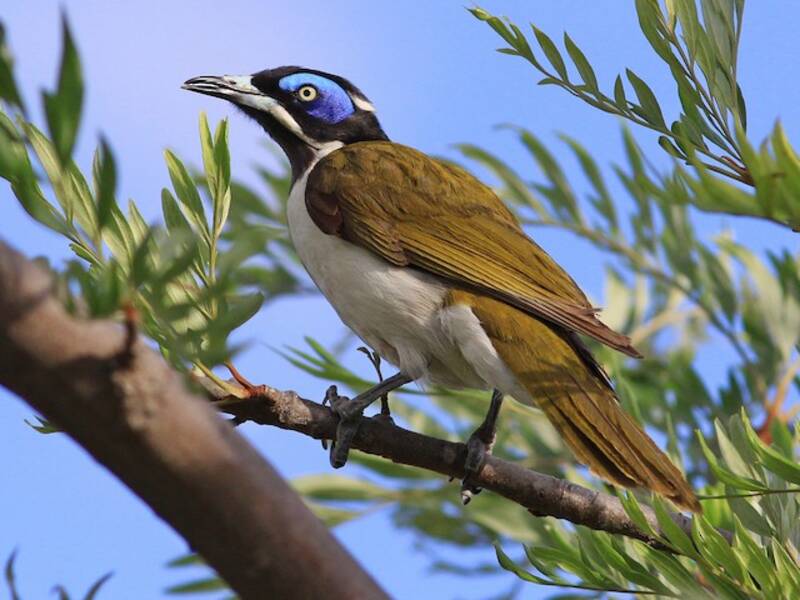 Blue-faced Honeyeater