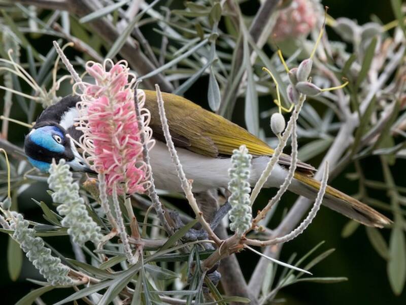 Blue-faced Honeyeater, Photos 4