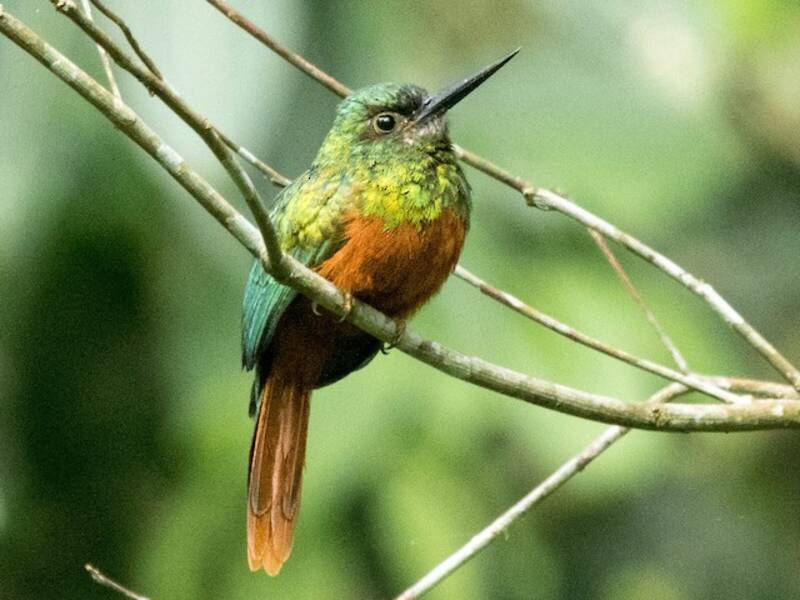 Jacamar dalla fronte bluastra, Foto 2