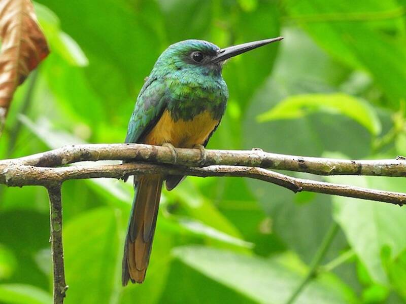 Jacamar dalla fronte bluastra, Foto 3