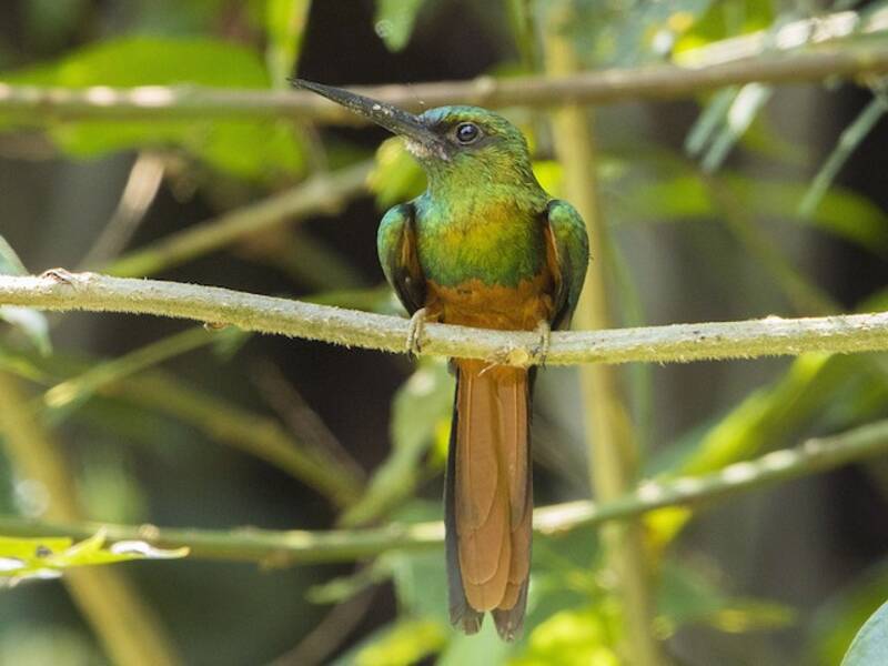 Jacamar dalla fronte bluastra, Foto 4
