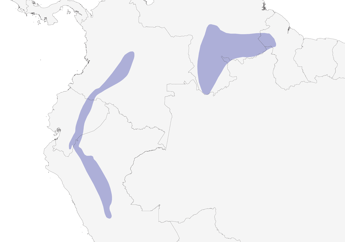 Beccolancia fronteblu, Distribuzione 1
